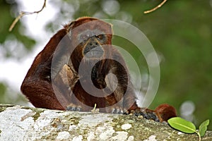 Red Howler Monkey, alouatta seniculus, Adult standing on Branch, Los Lianos in Venezuela