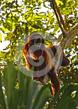 Red Howler Monkey photo