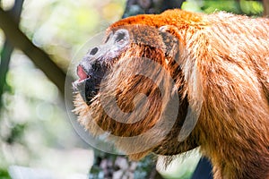 Red Howler Monkey Alpha Male