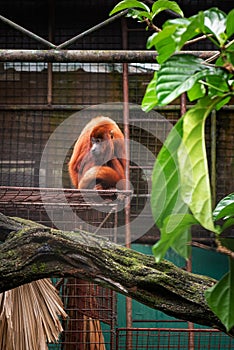 Red howler monkey sad faced inside enclosure looking distance