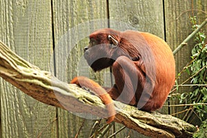 Red howler photo