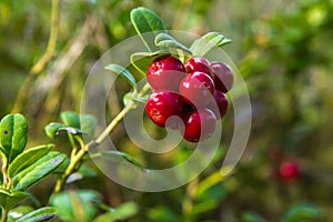 Red huckleberry groving in a forest in a end of summer