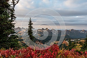 Red Huckleberry Leaves in Front of Tatoosh Mountains