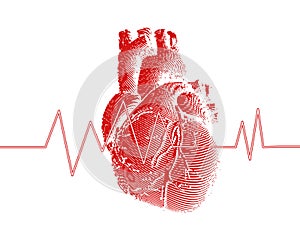 Red human heart with heart rate graph illustration