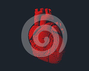 Red human heart illustration on dark BG