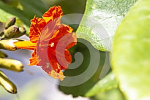 Red hummingbird vine with a little spider and bee pollen