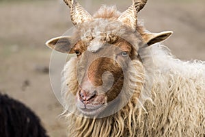 Red Hungarian Racka Sheep with helical helical horns