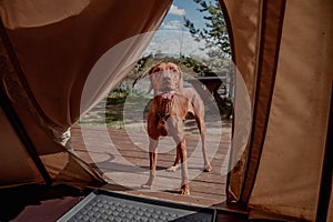 Red Hungarian vizsla dog in a tent in the summer and stuck out its tongue
