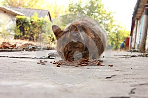 Red hungry cat eats food on the autumn street