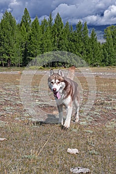 Red husky dog runs towards and looks at camera. brown Siberian husky walks free without leash. Smiles and stuck out his tongue