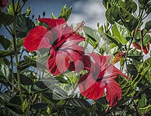 Red Hybiscus
