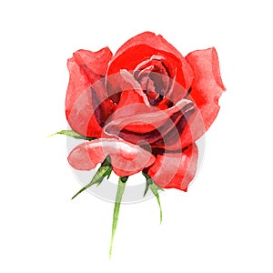 Red hybrid rose. Floral botanical flower. Wild spring leaf wildflower isolated.