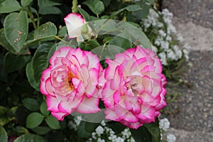 A red hybrid Tea Rose in the Butchart Garden