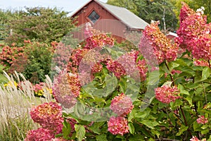 Red Hydrangea Close-up  Garden With Red Barn Backdrop