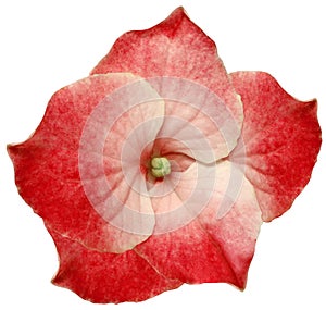 red hydrangea flower isolated on a white background. Close-up. For design.
