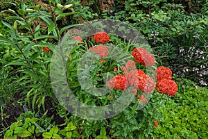 Red Hydrangea Flowers Botanical Garden Background.