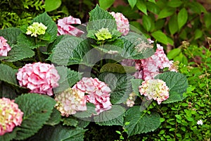 Red Hydrangea flowers close up view