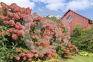 Red Hydrangea Garden With Red Barn Backdrop