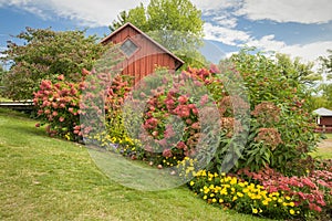 Red Hydrangea Garden With Red Barn Backdrop