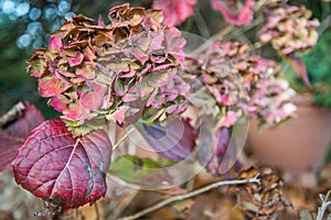 Red Hydrangea, it`s beauty fades before winter arrives