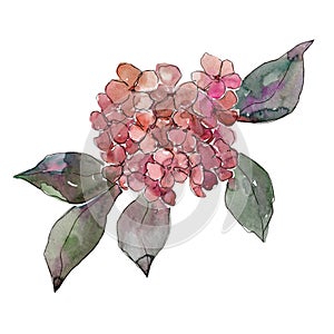 Red hydrangeas. Floral botanical flower. Wild spring leaf wildflower isolated.