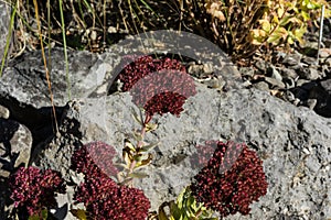 Red hylotelephium succulent plant with stone in the background