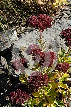 Red hylotelephium succulent plant with stone in the background