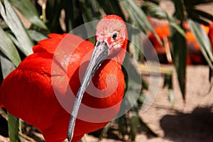 Red Ibis