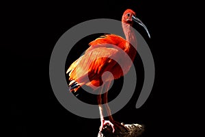 Red Ibis