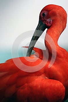 Red Ibis photo