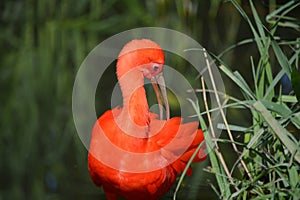 Red ibis