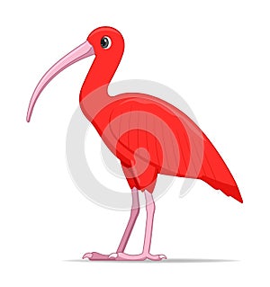 Red ibis bird on a white background