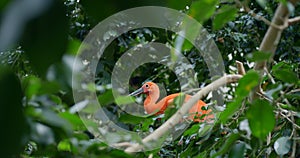 Red Ibis in close-up stunning bird with vivid plumage exemplifies South American wildlife Beautiful red Ibis symbol