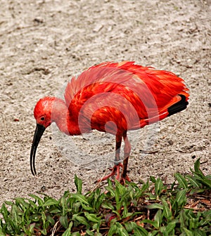 Red Ibis (Eudocimus Ruber)