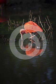 Red Ibis, Eudocimus Ruber collects food while wading in water with reflection