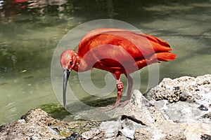 Red Ibis, Eudocimus Ruber collects food in water photo