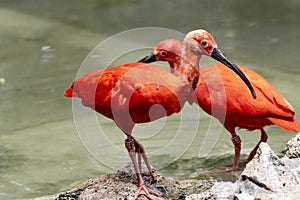 Red Ibis, Eudocimus Ruber collects food in water