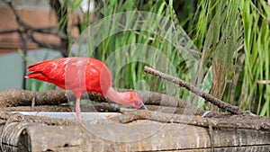 Red ibis Eudocimus ruber with its beak skillfully eats small fish. Nutrition in the wild.