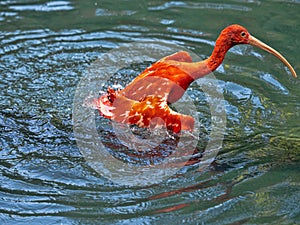 one Red Ibis, Eudocimus ruber, preens in a pond