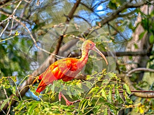 the Red Ibis, Eudocimus ruber, sits among the leaves on a tree and looks around