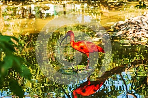 Red ibis, Eudocimus ruber in water with reflection at Bojnice Zoo in Slovakia