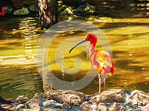 Red ibis, Eudocimus ruber in water with reflection at Bojnice Zoo in Slovakia