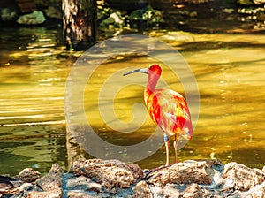 Red ibis, Eudocimus ruber in water with reflection at Bojnice Zoo in Slovakia