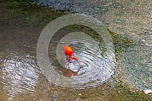 The red ibis feeds along the coast. Malaysia