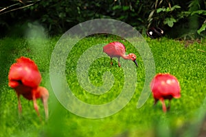 Red ibis on green natural grass background. The scarlet ibis Eudocimus ruber looking for food in green grass