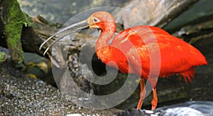 Red Ibis into the Montreal Biodome photo