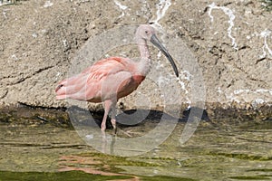 Red ibis