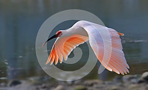 Red ibis photo