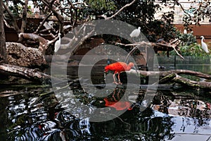 Red Ibis or Scarlet Ibis, Eudocimus Ruber from Threskiornithidae Family