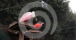 Red ibis and spatula in a nature reserve in Italy